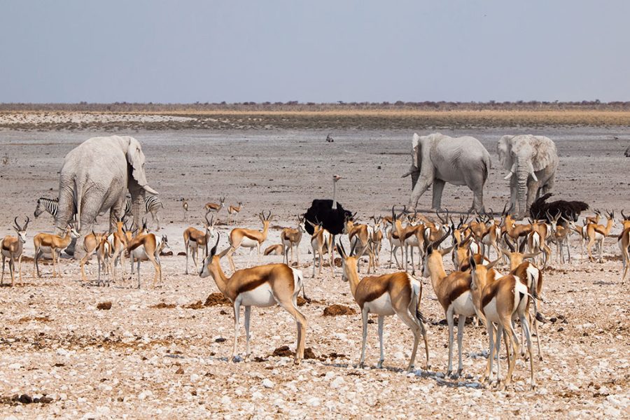 Etosha National Park Game Drive