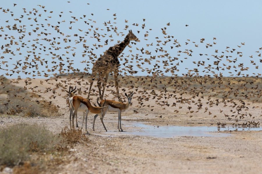 Halali Camp Night Safari