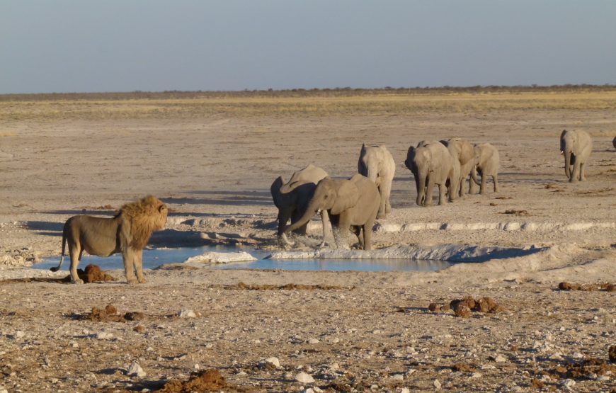 Etosha National Park Game Drive