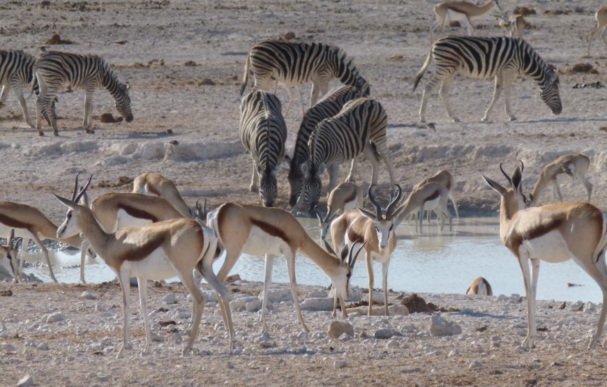 Etosha National Park Game Drive