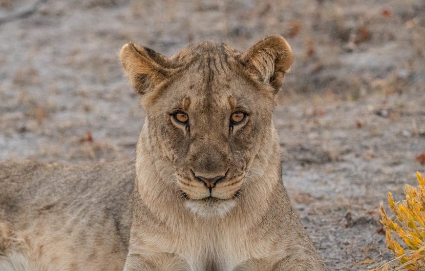 Etosha National Park Game Drive