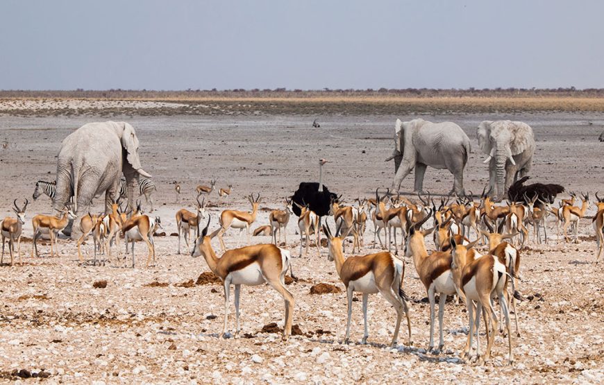 Etosha National Park Game Drive