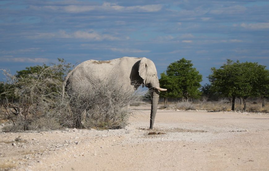 Etosha National Park Game Drive
