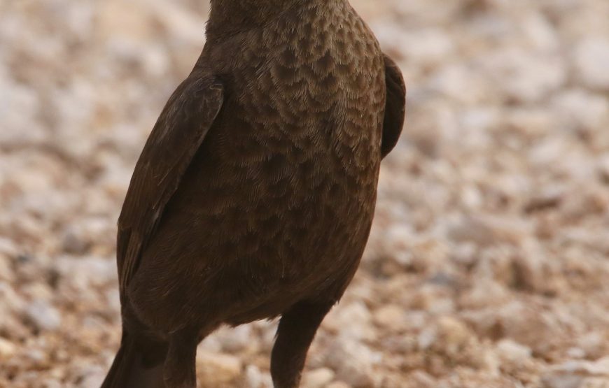 Etosha National Park Game Drive