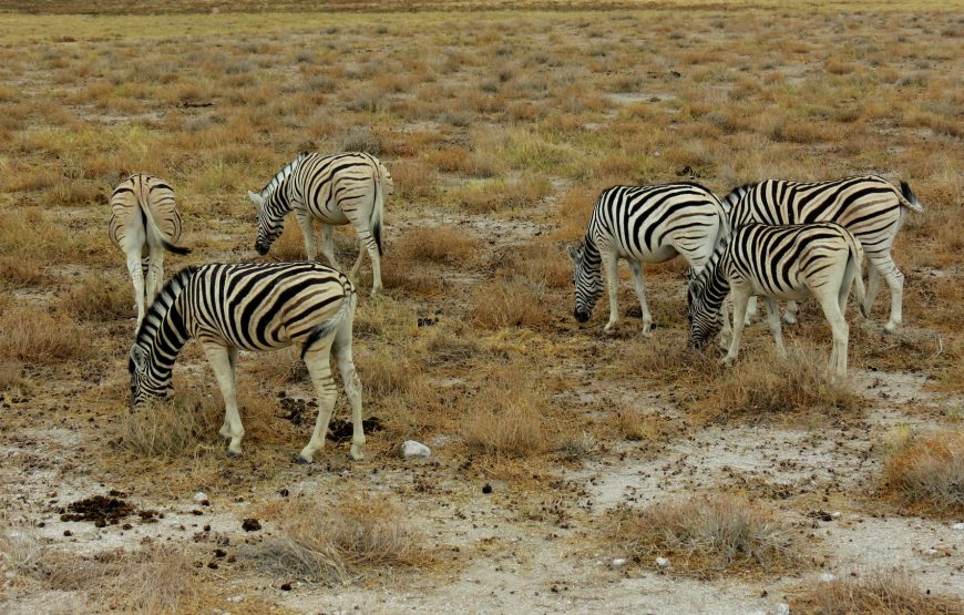 Etosha National Park Game Drive