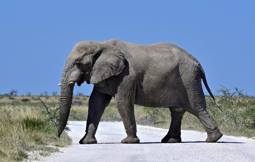 Etosha National Park Game Drive