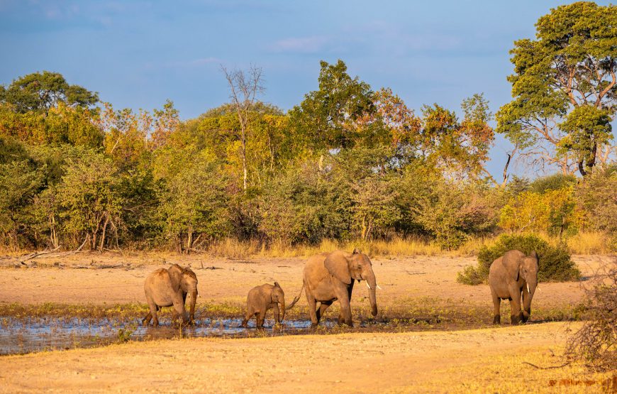 Mahango Game Reserve Safari