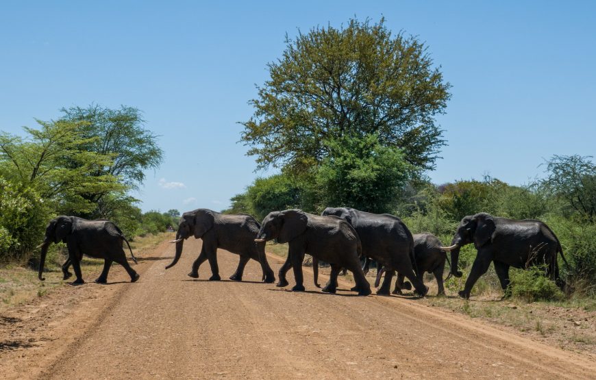 Mahango Game Reserve Safari