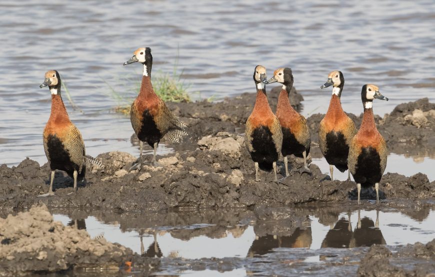 Mahango Game Reserve Safari