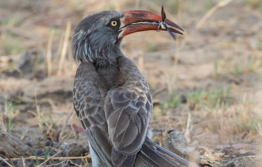 Mahango Game Reserve Safari
