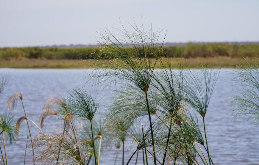 Mahango Game Reserve Safari