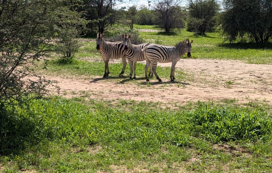 Mahango Game Reserve Safari