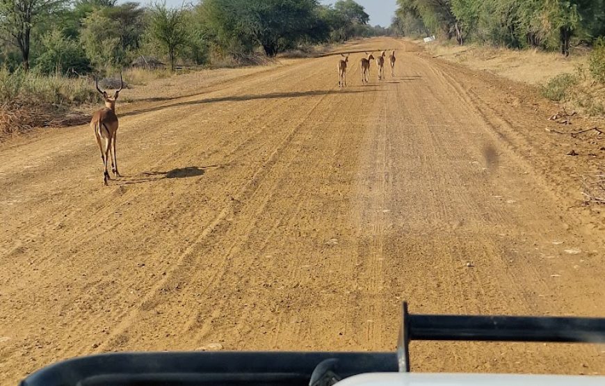Mahango Game Reserve Safari